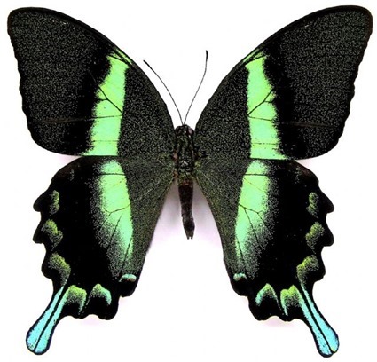 Papilio blumei fruhstorferi