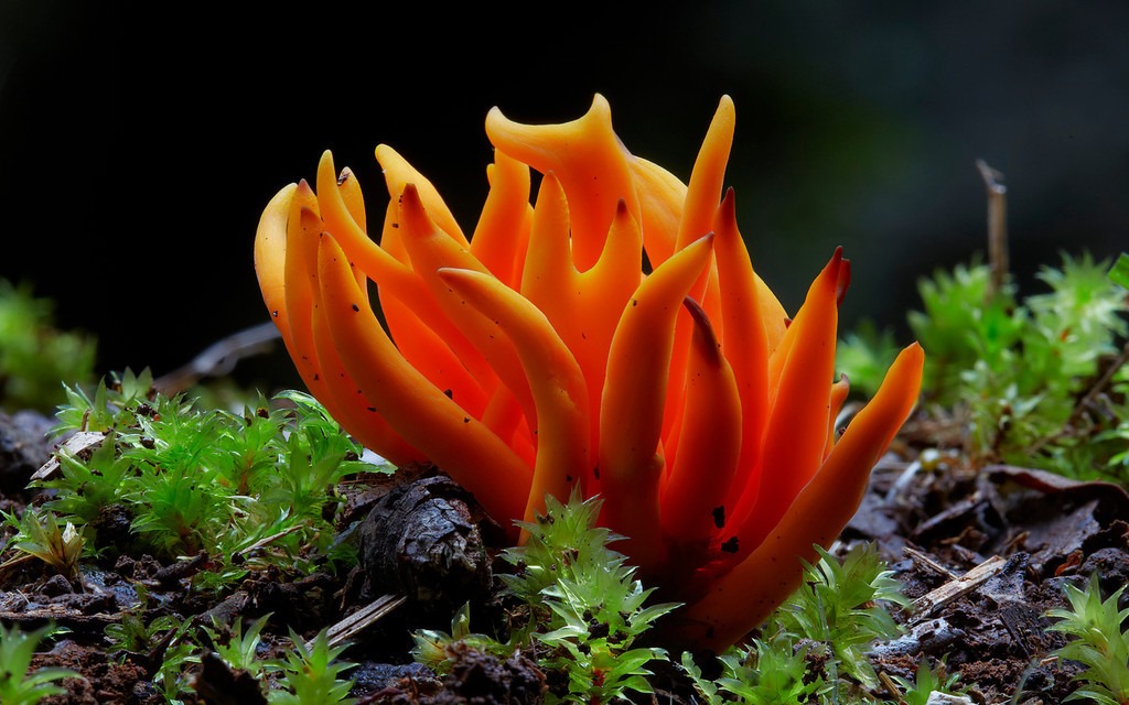 Coral fungi, Steve Axford