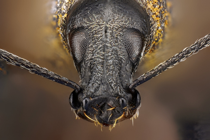 Large Weevil, Tomas Rak