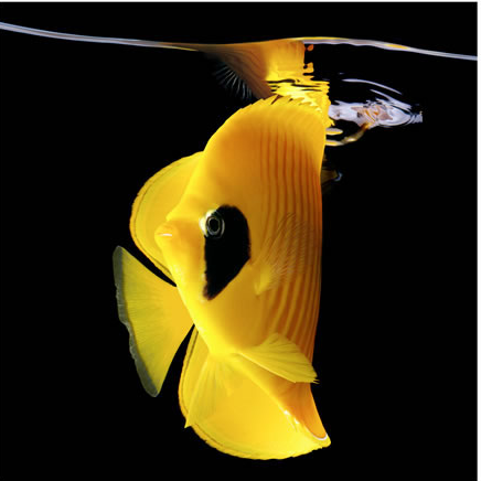 Poisson-papillon jaune