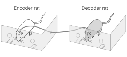 Un rat, désigné comme 'encodeur' va recevoir un signal visuel, tandis que l'autre, le décodeur, n'en recevra pas