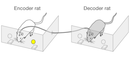 Une lumière est allumée dans la cage du rat encodeur, juste au dessus d'un des deux leviers qui peut permettre de délivrer une récompense lorsqu'il est enclenché.