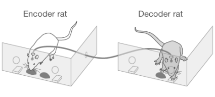 Le rat décodeur interprète le signal cérébral et choisi le bon levier (dans 64% des cas) et obtient une récompense. Si le rat décodeur réussit, le rat encodeur obtient également une nouvelle récompense.