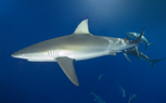 requin requin