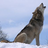 loup loup