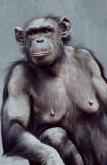 Chimpanzé femelle
