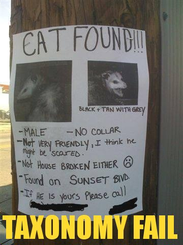 Cat Found?