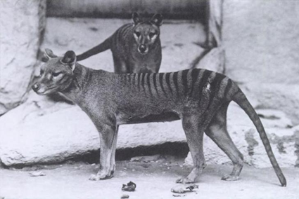 Thylacinus cynocephalus Thylacinus cynocephalus