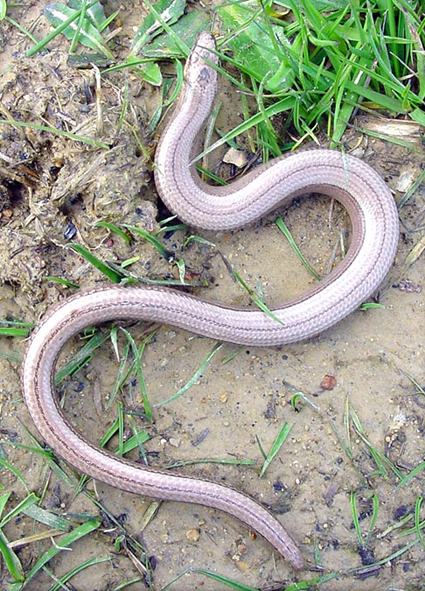 Anguis fragilis Anguis fragilis