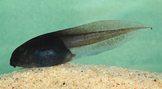 Tétard de grenouille (Litoria littlejohni)