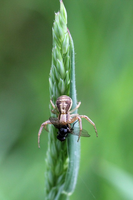 Xysticus cristatus dévorant une mouche