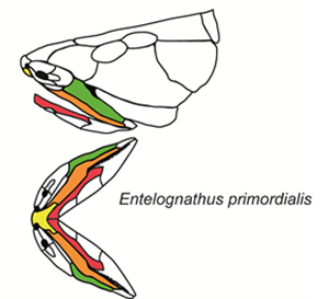 Entelognathus primordialis