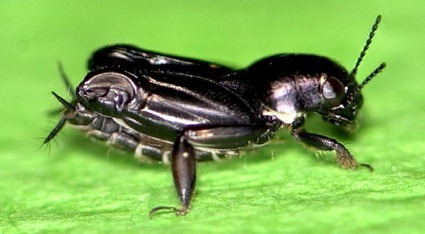 Xya capensis Xya capensis