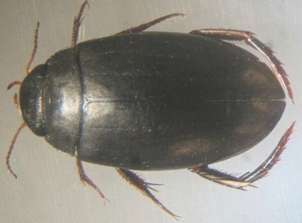 Agabus didymus