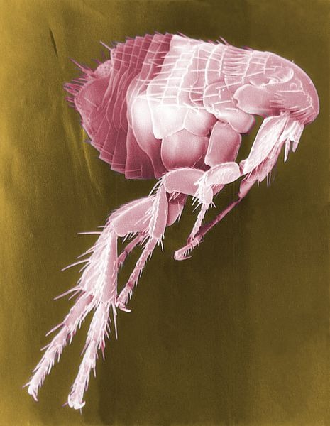 Image en Microscopie Electronique à balayage d'une puce