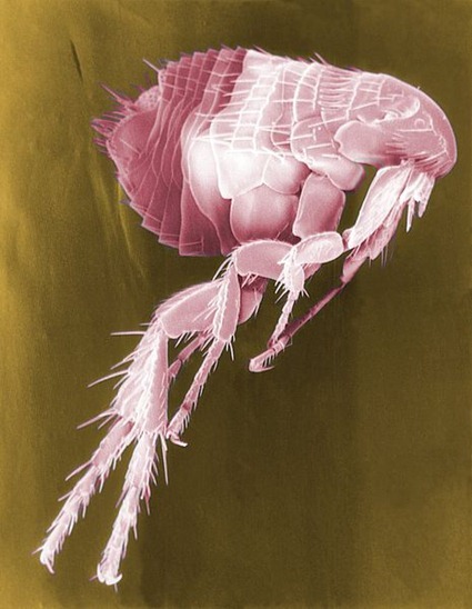 Image en Microscopie Electronique à balayage d'une puce Image en Microscopie Electronique à balayage d'une puce