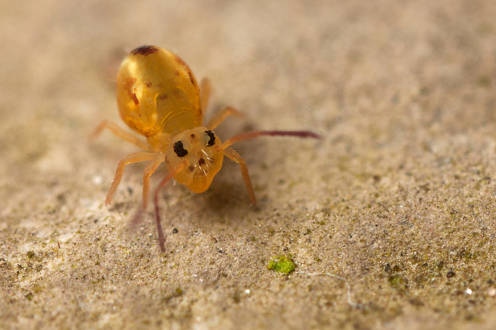 Collembole Collembole
