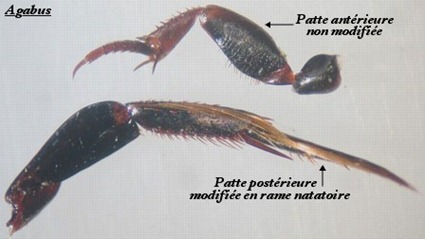 Pattes d'Agabus didymus