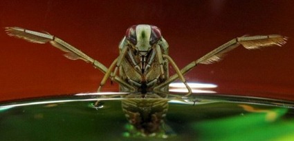 Notonecta glauca