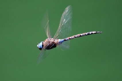 Libellule