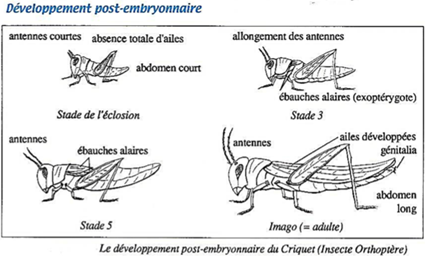 Développement paurométabole