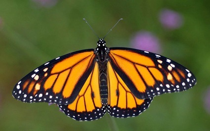Danaus plexippus Danaus plexippus