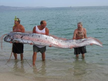 Giant oarfish caught off Sweden