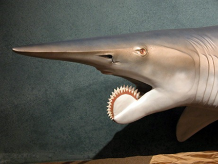 Helicoprion, le requin ouvre boite