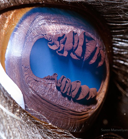 10 Detailed Close-Ups of Animal Eyes