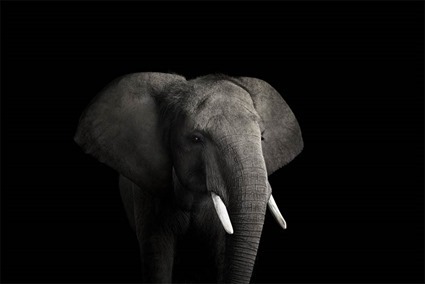 Elephant, Brad Wilson Elephant, Brad Wilson