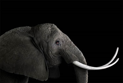 Elephant, Brad Wilson Elephant, Brad Wilson