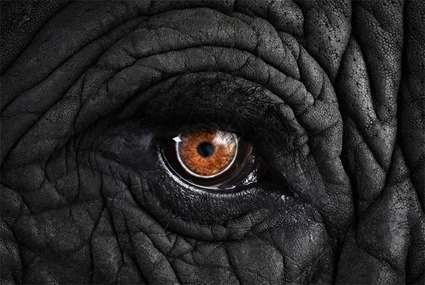 Elephant, Brad Wilson Elephant, Brad Wilson