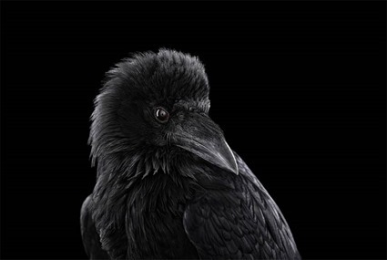 Corbeau, Brad Wilson Corbeau, Brad Wilson