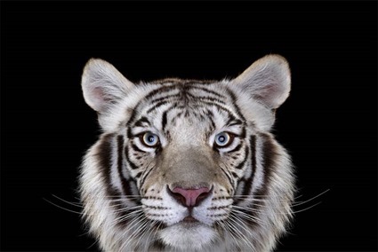 Tigre, Brad Wilson Tigre, Brad Wilson
