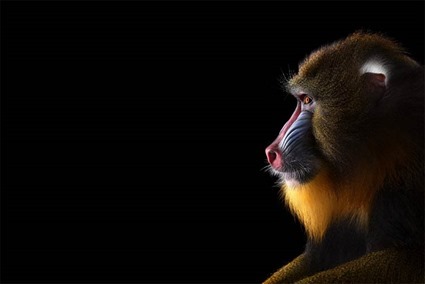 Mandrill, Brad Wilson Mandrill, Brad Wilson