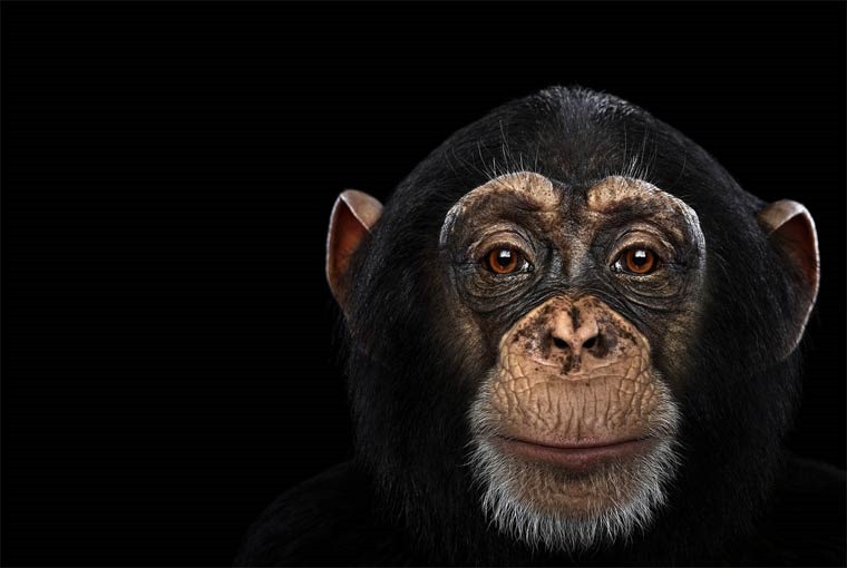 Chimpanzé, Brad Wilson