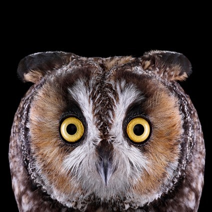 Hibou Moyen-Duc, Brad Wilson Hibou Moyen-Duc, Brad Wilson