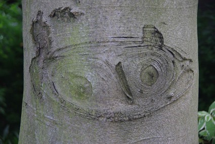 Paréidolie Hibou Paréidolie Hibou