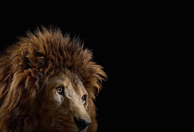 Lion, Brad Wilson