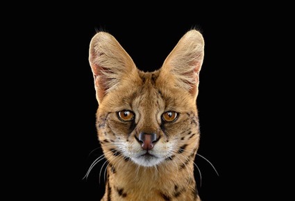 Serval, Brad Wilson Serval, Brad Wilson