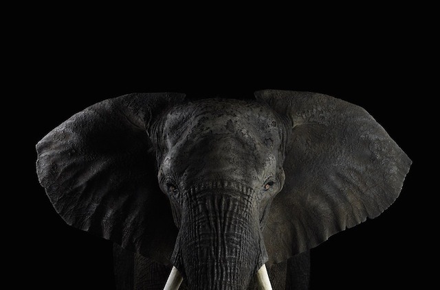 Elephant, Brad Wilson