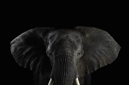 Elephant, Brad Wilson Elephant, Brad Wilson