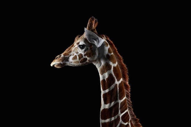 Girafe, Brad Wilson
