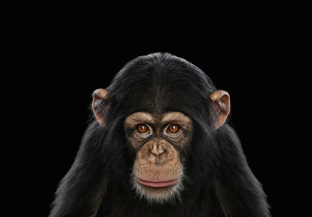 Chimpanzé, Brad Wilson