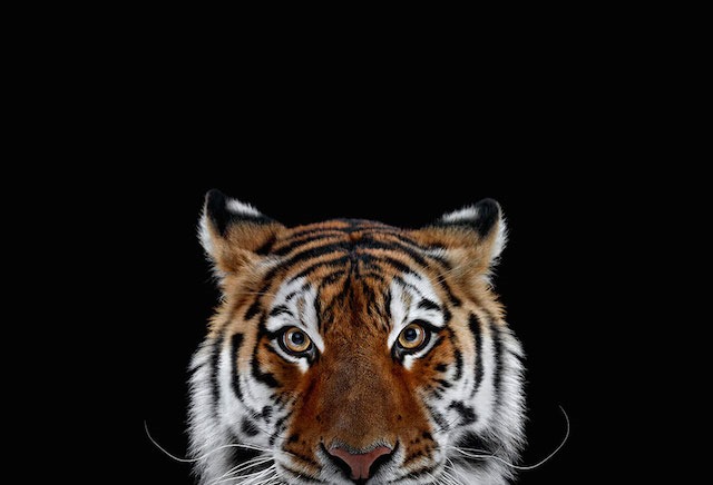 Tigre, Brad Wilson