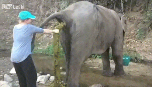 Elephant avec problème gastrique