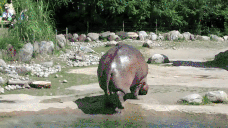 Hippopotame, hélicocrotte