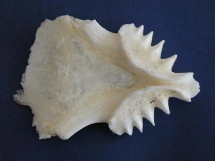 Plaque dentaire de dipneuste Neoceratodus forsteri