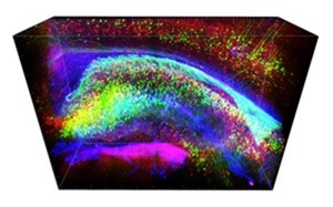 Vue tridimensionnelle de l’hippocampe coloré par marquages fluorescents montrant les neurones (vert), les interneurones (rouge) et les cellules gliales (bleu)