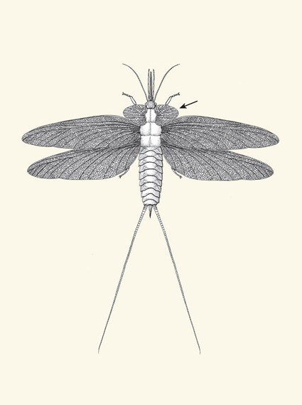 Stenodyctya lobata
